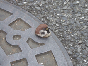 マンホールの穴にはまってしまったスズメ