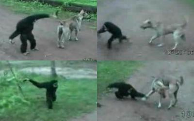 犬にいたずらして追いかけられる猿の動画